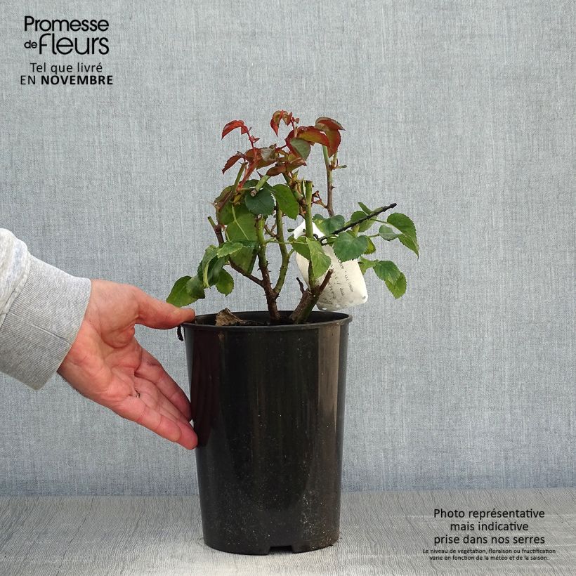 Exemplaar van Rosa Orangerie - Trosroos Pot van 2 l/3 l zoals geleverd in de herfst