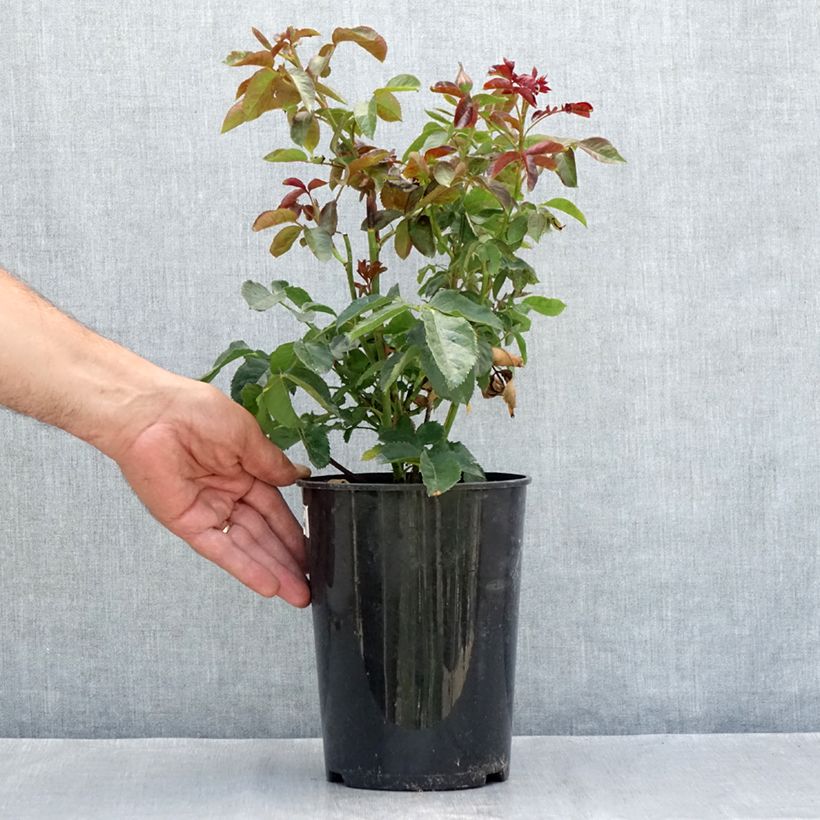 Exemplaar van Rosa Oranges and Lemons - Trosroos Pot van 2 l/3 l zoals geleverd in de zomer