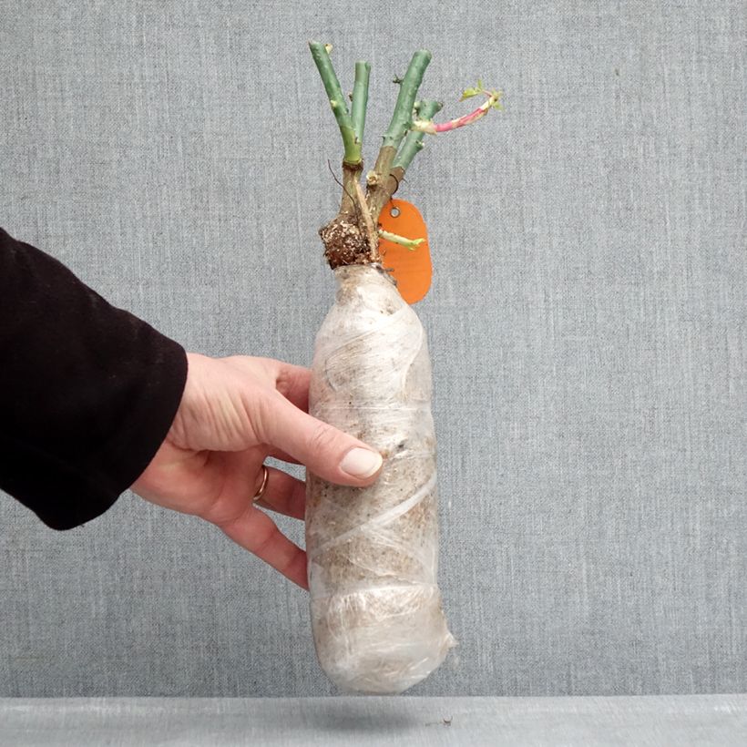 Exemplaar van Rosa ORIGAMI - Trosroos In kluit zoals geleverd in de winter