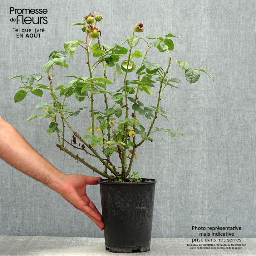 Exemplaar van Rosa Park Abbey Rose - Trosroos Pot van 4 l/5 l zoals geleverd in de zomer