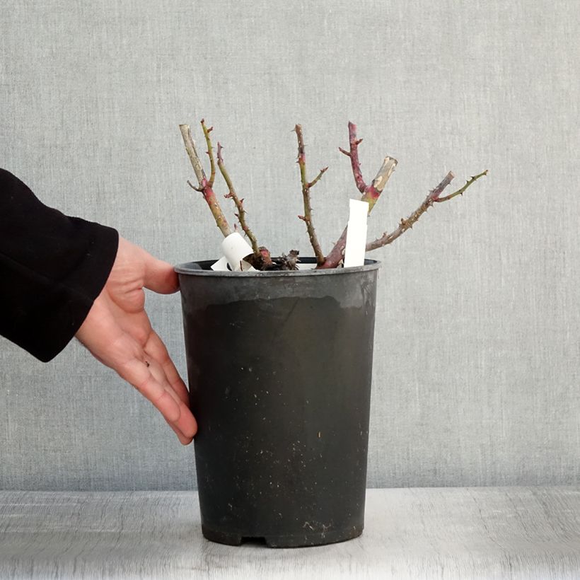 Example of Rosa Park Abbey Rose - Trosroos Pot van 4 l/5 l as you get in hiver