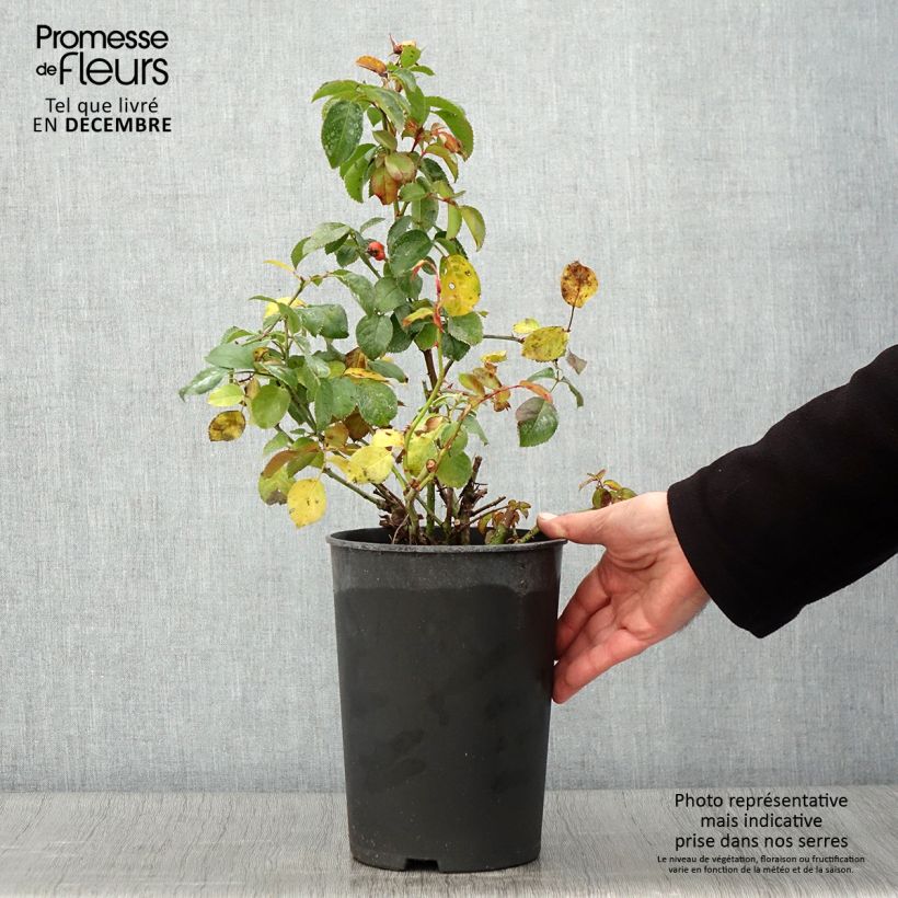 Exemplaar van Rosa Eyes on Me - Struikroos Pot van 4 l/5 l zoals geleverd in de herfst