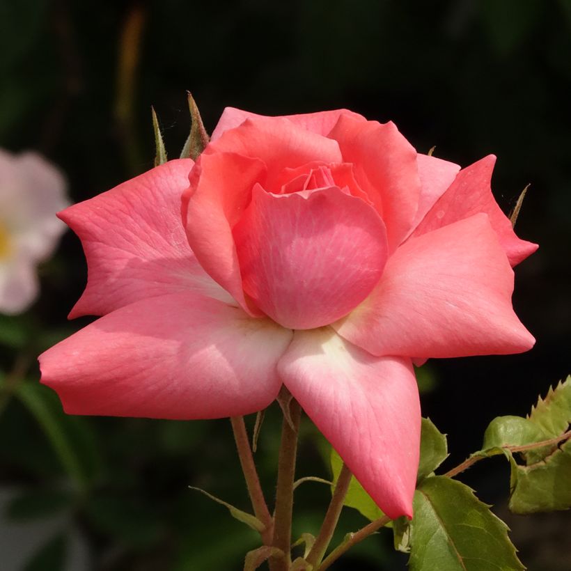 Rosa Pernille Poulsen - Trosroos (Bloei)