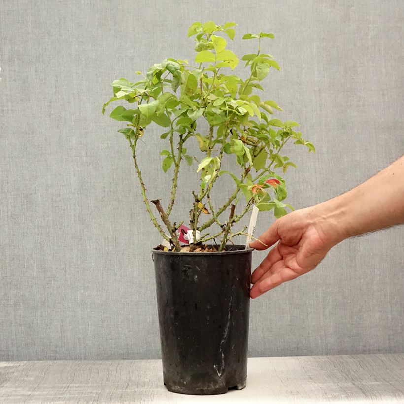 Exemplaar van Rosa Pick'n Go - Trosroos Pot van 4 l/5 l zoals geleverd in de zomer