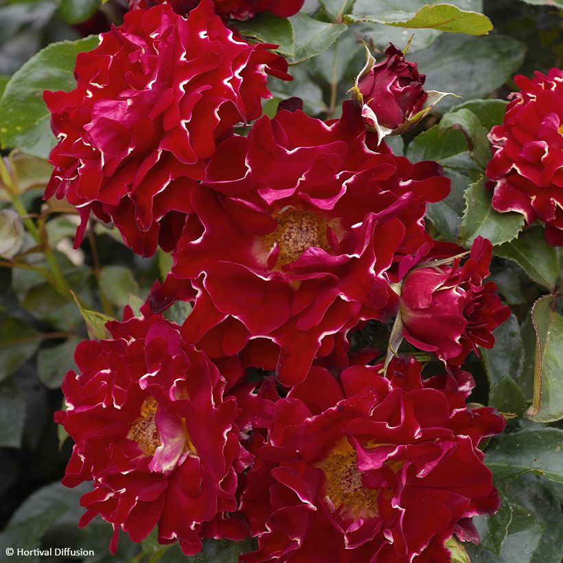 Rosa Red Lady Ruffles - Trosroos (Bloei)