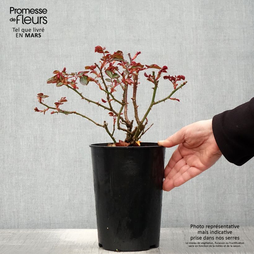 Exemplaar van Rosa Red Leonardo da Vinci - Trosroos Pot van 4 l/5 l zoals geleverd in de lente