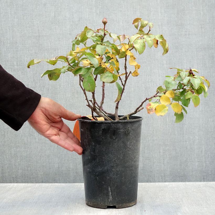 Exemplaar van Rosa Red Leonardo da Vinci - Trosroos Pot van 4 l/5 l zoals geleverd in de herfst