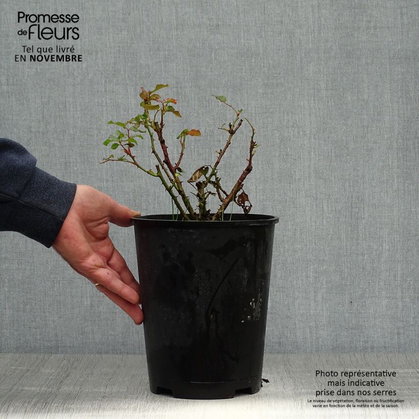 Exemplaar van Rosa Remembrance - Trosroos Pot van 2 l/3 l zoals geleverd in de herfst