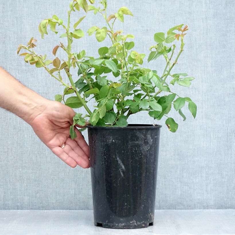Exemplaar van Rosa Rhapsody in Blue - Trosroos Pot van 4 l/5 l zoals geleverd in de zomer