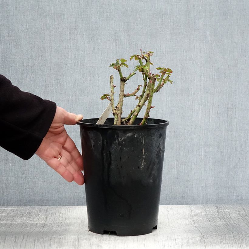 Exemplaar van Rosa Britannia - Trosroos Pot van 4 l/5 l zoals geleverd in de herfst