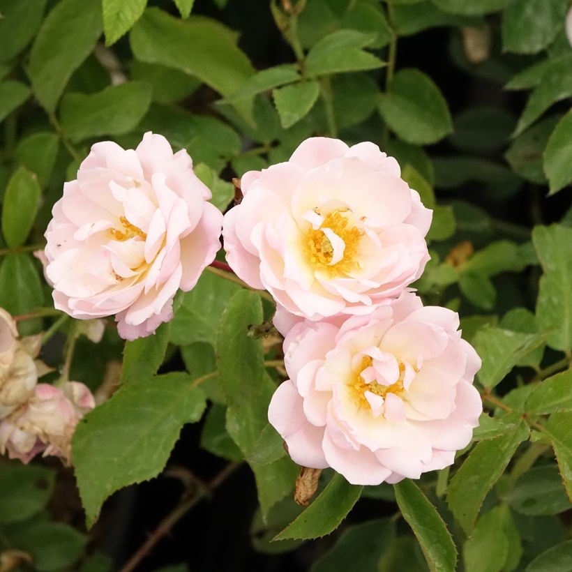 Rosa Rose de la Petite Chabotte - Trosroos (Bloei)