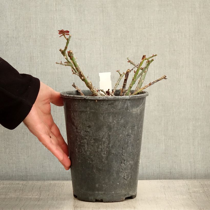 Exemplaar van Rosa Rose de la Petite Chabotte - Trosroos Pot van 4 l/5 l zoals geleverd in de winter