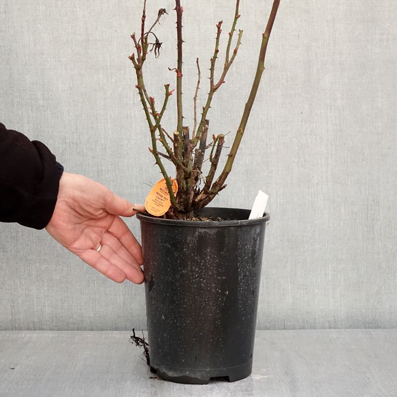 Exemplaar van Rosa Rose du CICR - Trosroos Pot van 4 l/5 l zoals geleverd in de winter