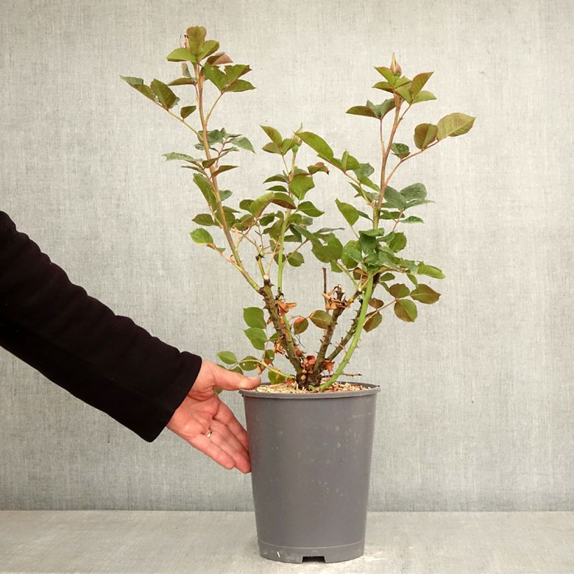 Exemplaar van Rosa Rose du CICR - Trosroos Pot van 4 l/5 l zoals geleverd in de lente