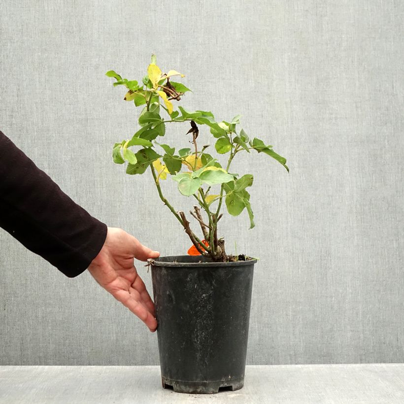 Exemplaar van Rosa Rustica ® III - Trosroos Pot van 4 l/5 l zoals geleverd in de herfst