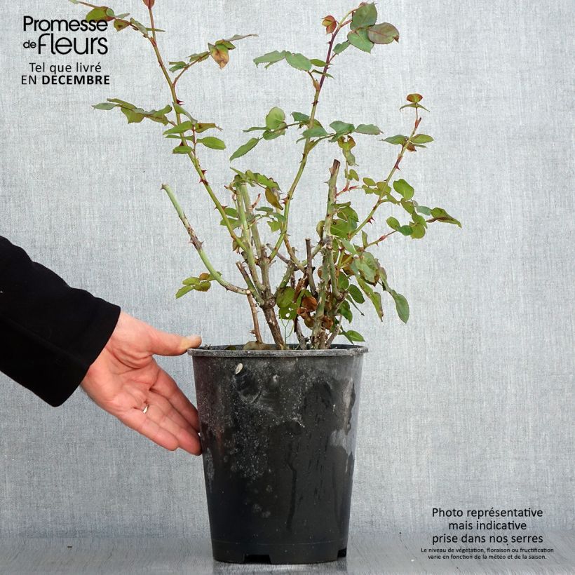 Exemplaar van Rosa Salto - Trosroos Pot van 4 l/5 l zoals geleverd in de herfst