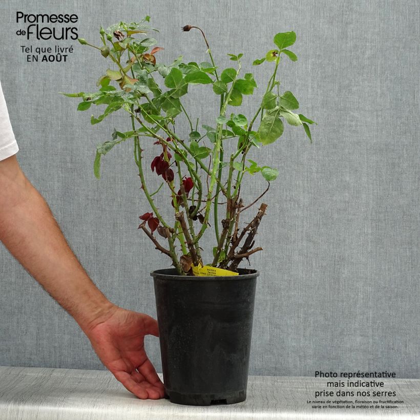 Exemplaar van Rosa Salto - Trosroos Pot van 4 l/5 l zoals geleverd in de zomer