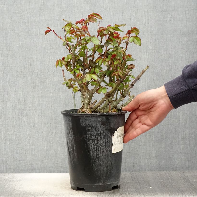 Exemplaar van Rosa Salto - Trosroos Pot van 4 l/5 l zoals geleverd in de lente