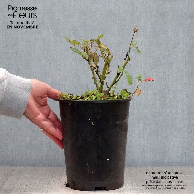 Exemplaar van Rosa Schöne Koblenzerin - Trosroos Pot van 2 l/3 l zoals geleverd in de herfst