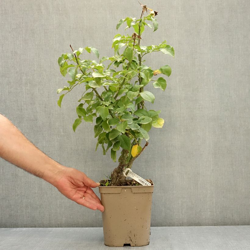 Exemplaar van Rosa Société Nationale d'Horticulture de France - Trosroos Pot van 3 l/4 l zoals geleverd in de zomer