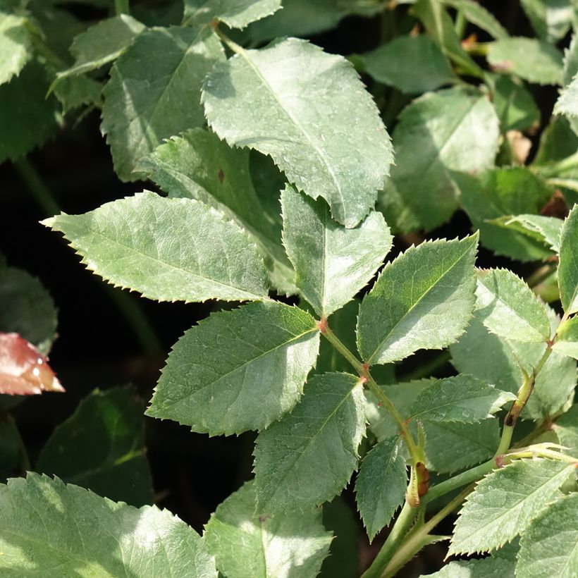 Rosa Kurfürstin Sophie - Trosroos (Blad)