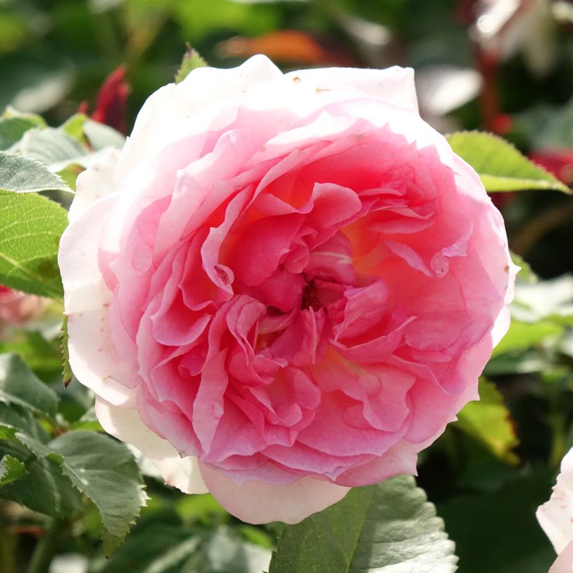 Rosa Kurfürstin Sophie - Trosroos (Bloei)