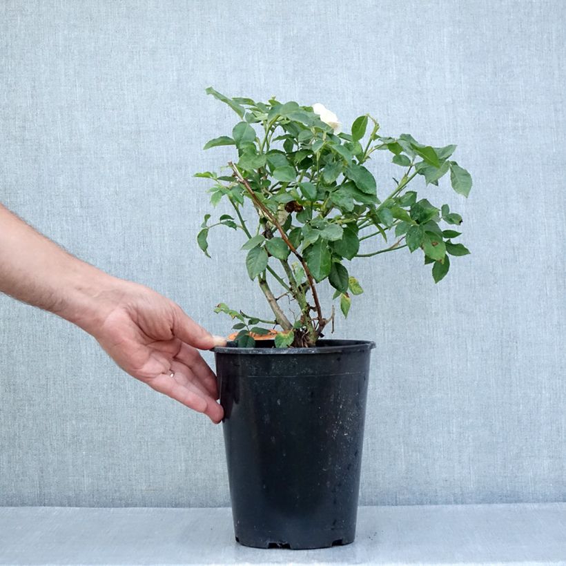 Exemplaar van Rosa Kurfürstin Sophie - Trosroos Pot van 4 l/5 l zoals geleverd in de zomer
