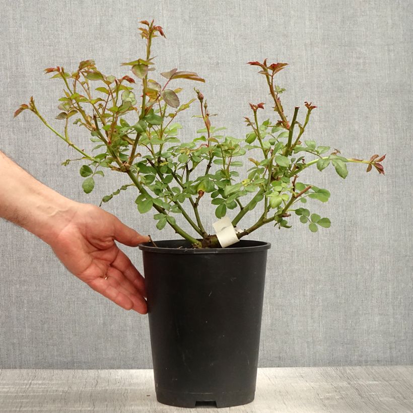 Example of Rosier à fleurs groupées Sourire de Sylvie Pot van 4 l/5 l as you get in printemps