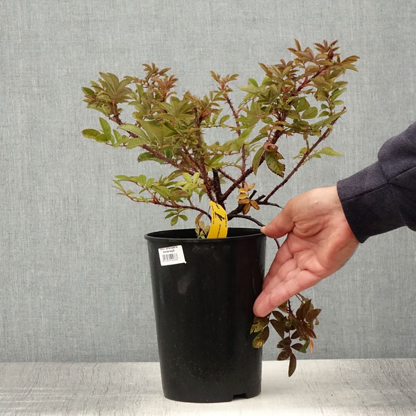 Exemplaar van Rosa Strandperle Norderney - Hondsroos Pot van 4 l/5 l zoals geleverd in de zomer