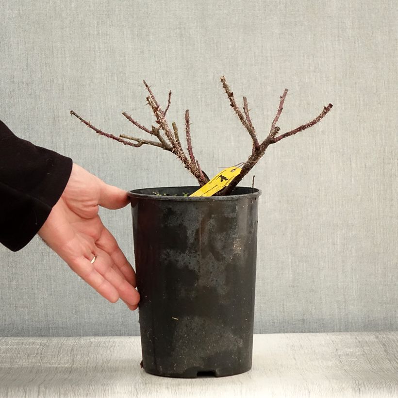 Example of Rosa Strandperle Norderney - Hondsroos Pot van 4 l/5 l as you get in hiver