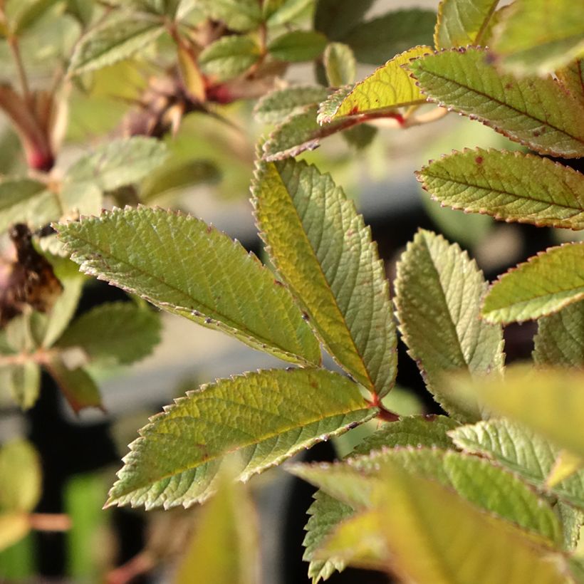 Rosa Strandperle Norderney - Hondsroos (Blad)