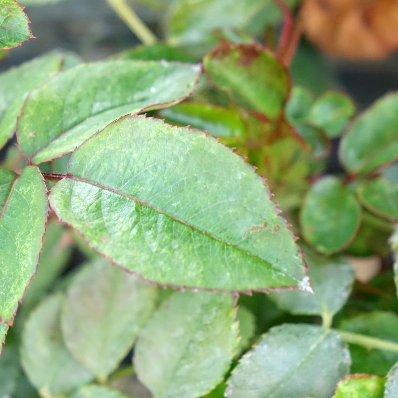 Rosa Sugar Candy Rose - Trosroos (Blad)