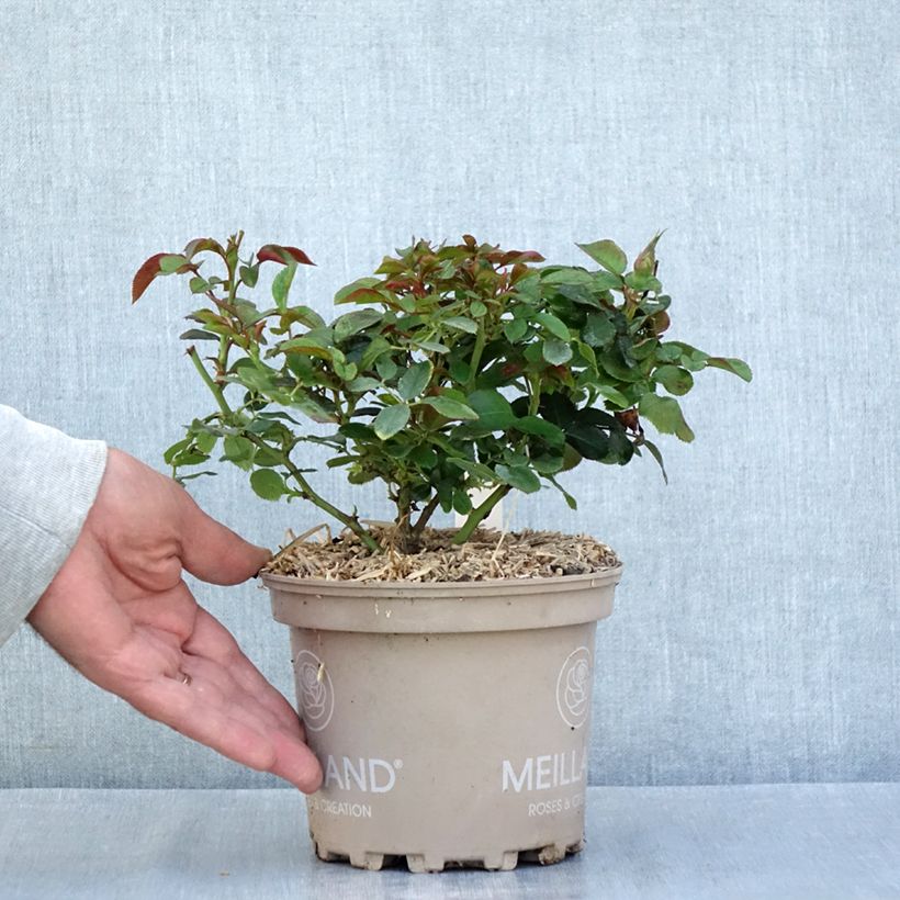 Exemplaar van Rosa Sugar Candy Rose - Trosroos Pot van 2 l/3 l zoals geleverd in de zomer