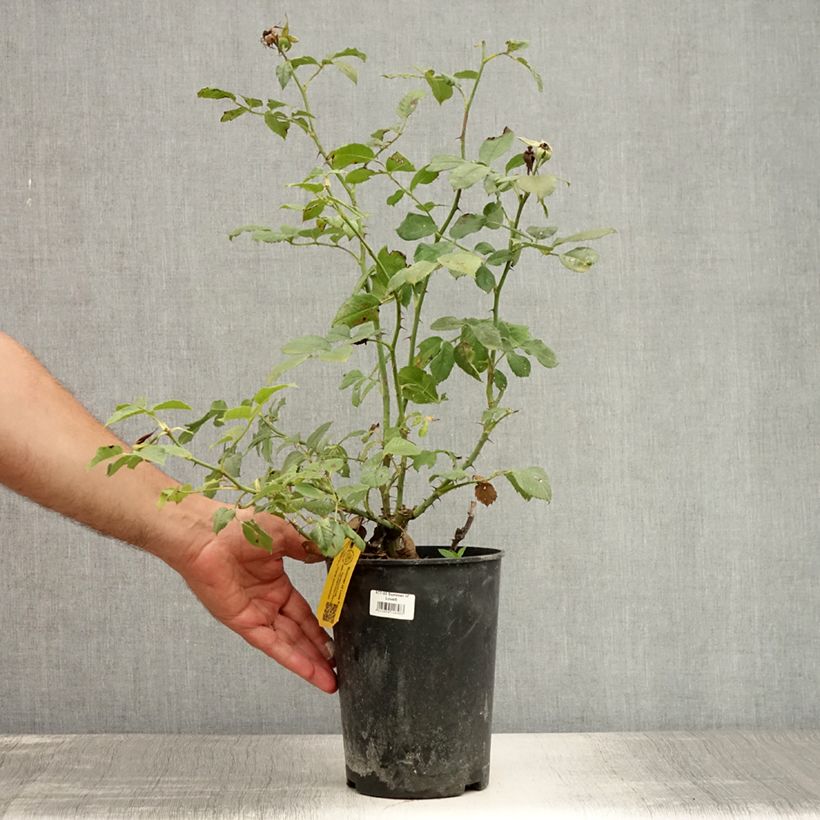 Exemplaar van Rosa Summer of Love - Trosroos Pot van 2 l/3 l zoals geleverd in de zomer