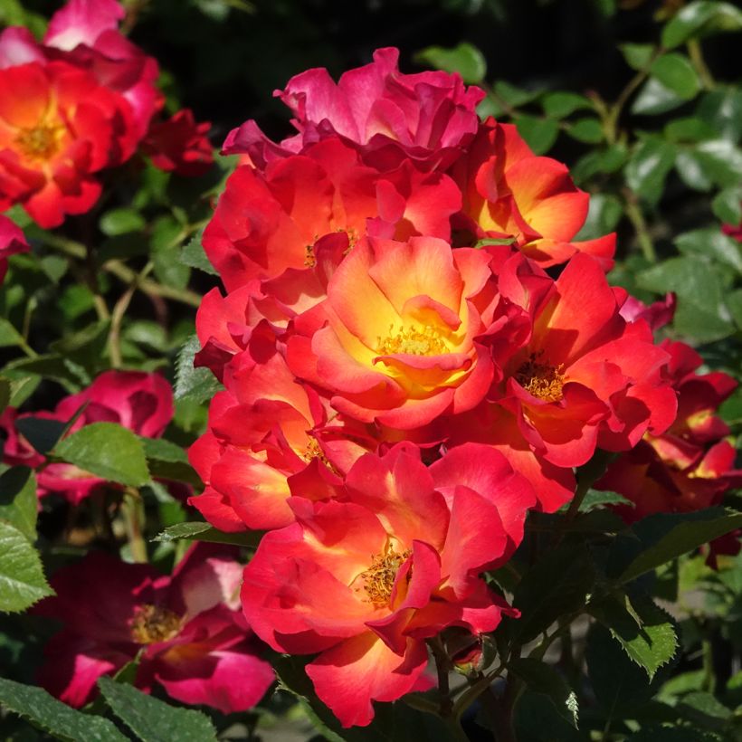 Rosa Summer of Love - Trosroos (Bloei)