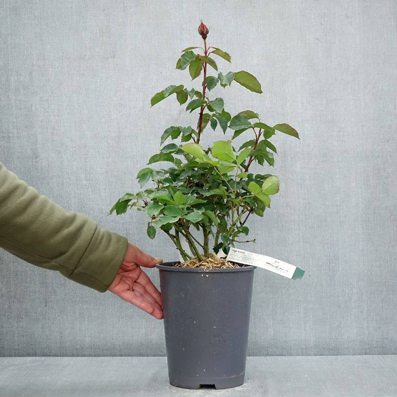Exemplaar van Rosa Super Trouper - Trosroos Pot van 4 l/5 l zoals geleverd in de lente