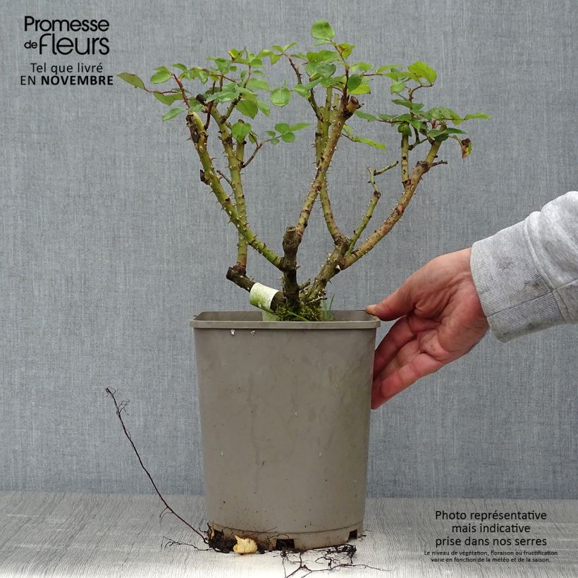 Exemplaar van Rosa Sylvie Vartan - Trosroos Pot van 4 l/5 l zoals geleverd in de herfst