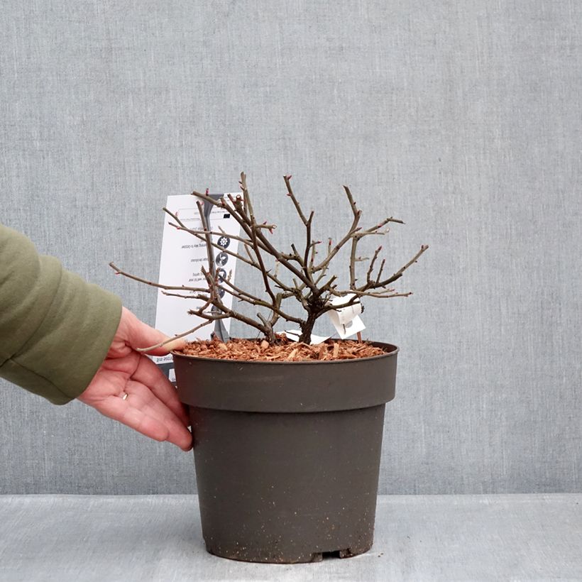 Exemplaar van Rosa Take It Easy Red - Hondsroos Pot van 4 l/5 l zoals geleverd in de winter