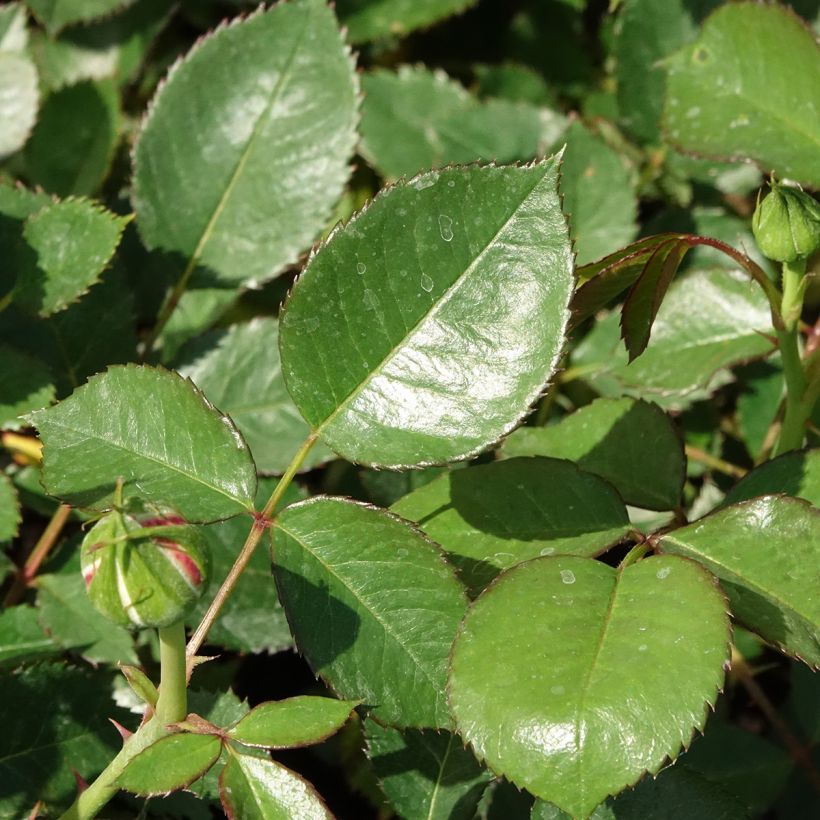 Rosa Tobago - Trosroos (Blad)