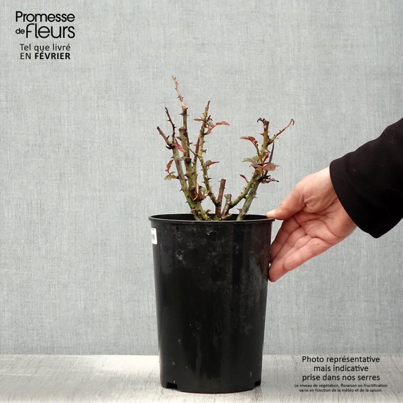 Example of Rosier à fleurs groupées Tobago Pot van 4 l/5 l as you get in hiver