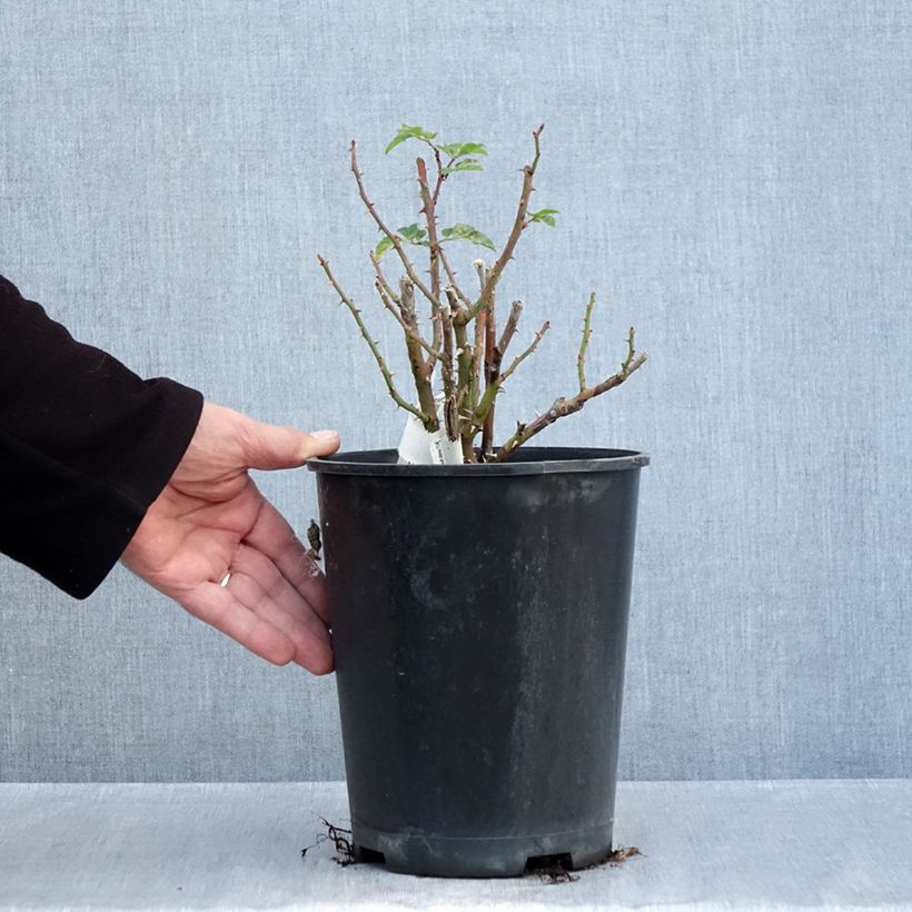 Exemplaar van Rosa Utopia - Trosroos Pot van 3 l/4 l zoals geleverd in de herfst