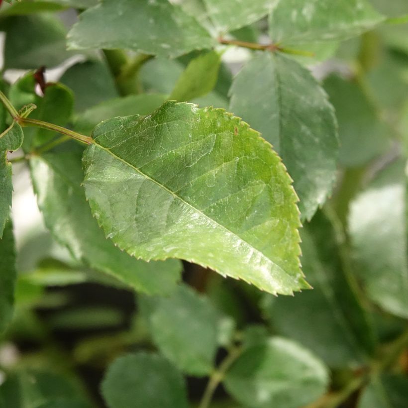 Rosa Walferdange - Muskusroos (Blad)