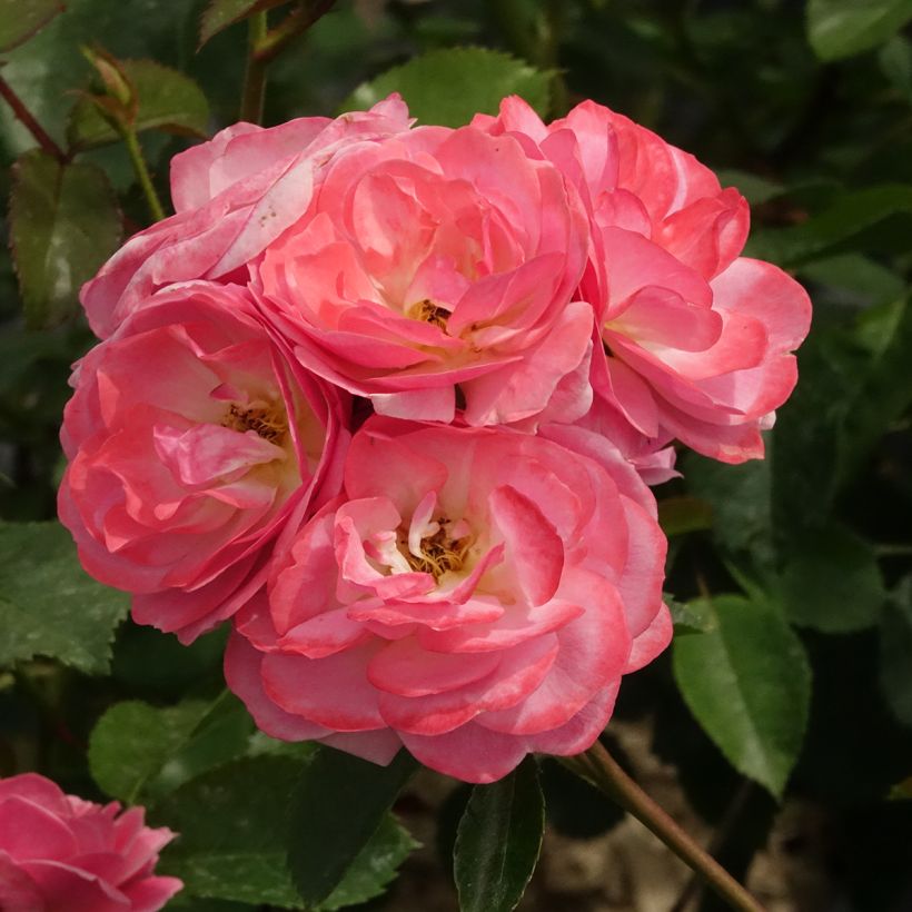 Rosa Walferdange - Muskusroos (Bloei)