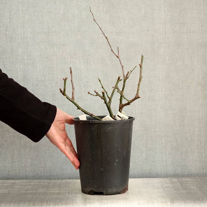 Exemplaar van Rosier à fleurs groupées Walferdange Pot de 4L/5L zoals geleverd in de winter