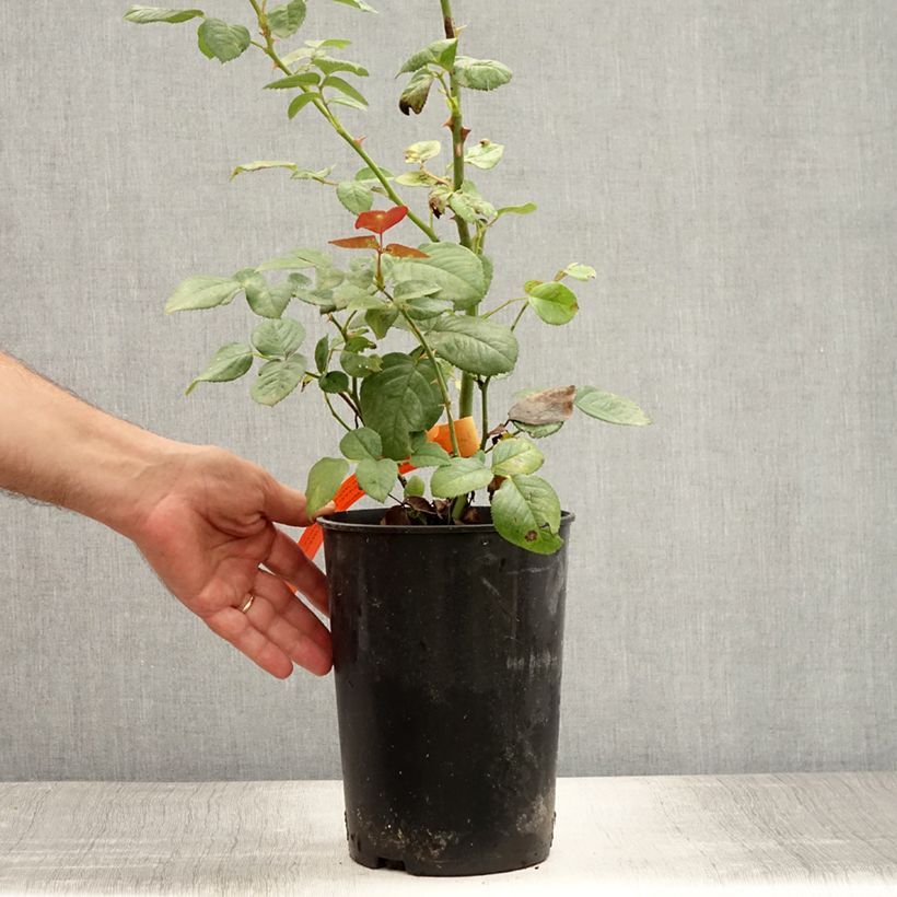 Exemplaar van Rosa Abbaye de Cluny - Grootbloemige roos Pot van 4 l/5 l zoals geleverd in de zomer