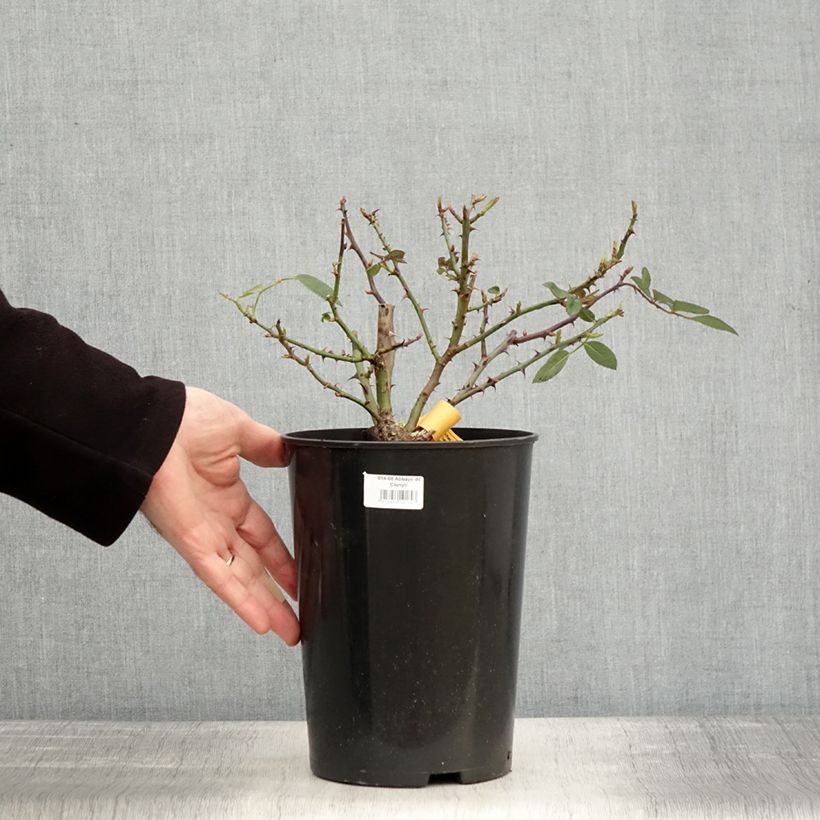 Example of Rosier à grandes fleurs Abbaye de Cluny Pot van 4 l/5 l as you get in hiver