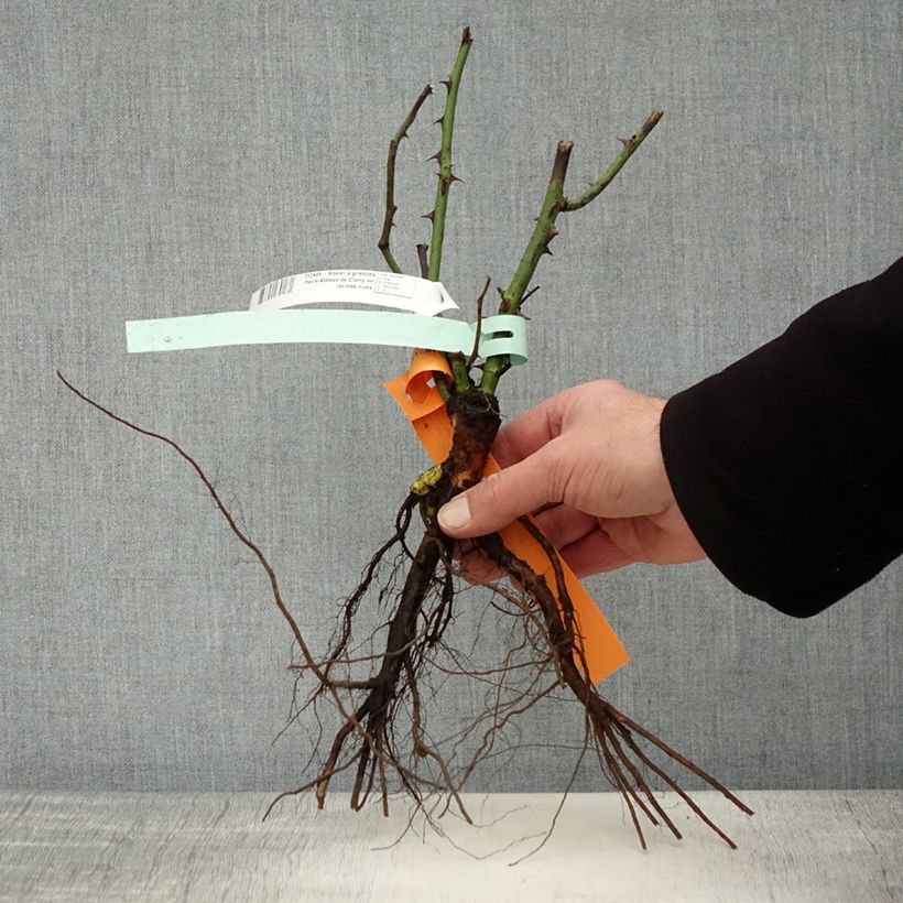 Example of Rosier à grandes fleurs Abbaye de Cluny Naakte wortel as you get in hiver