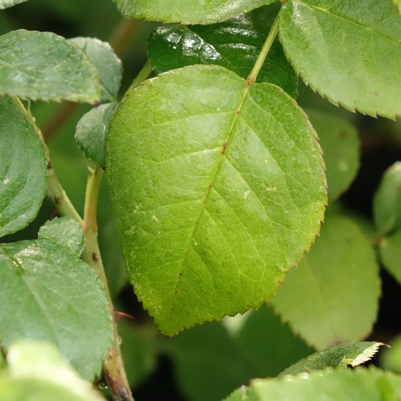 Rosa Agatha - Grootbloemige roos (Blad)