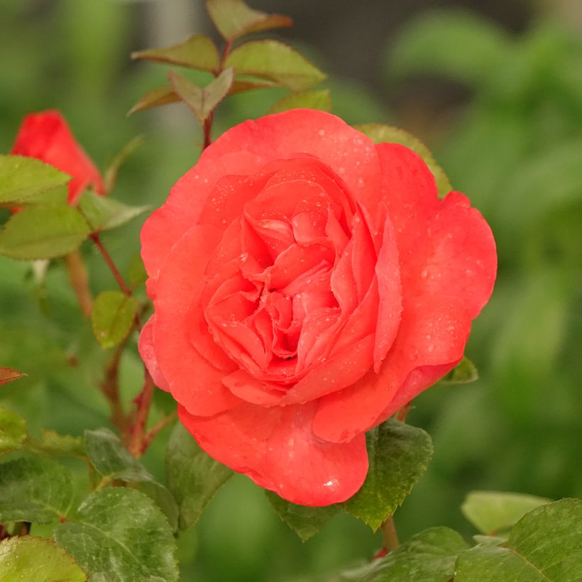 Rosa Agatha - Grootbloemige roos (Bloei)