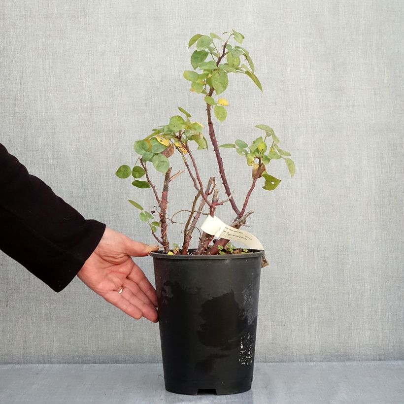 Exemplaar van Rosa Agatha - Grootbloemige roos Pot van 4 l/5 l zoals geleverd in de herfst